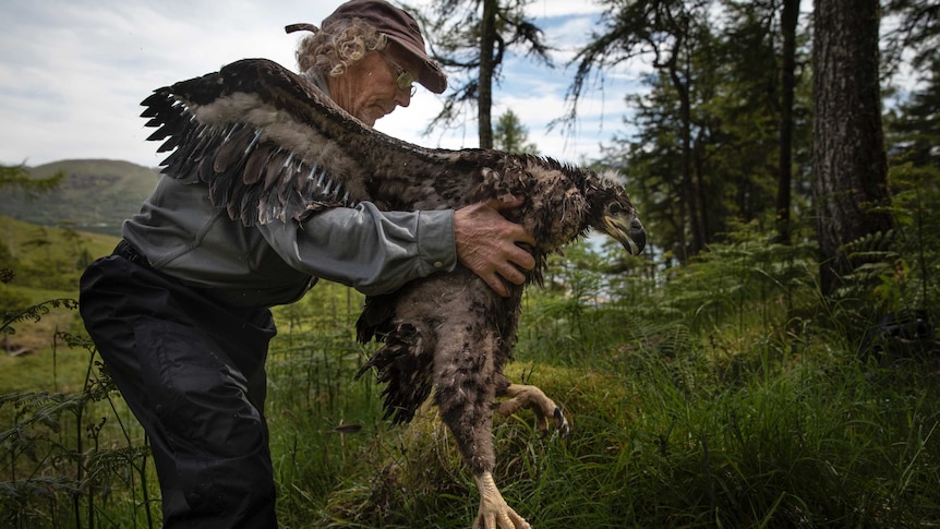 Conservationist Justin Grant places a white-tailed eagle on the ground to be ringed and measured
