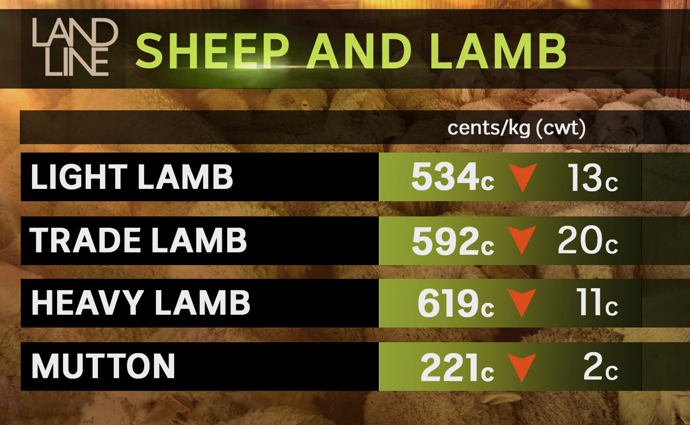 Lamb and sheep prices