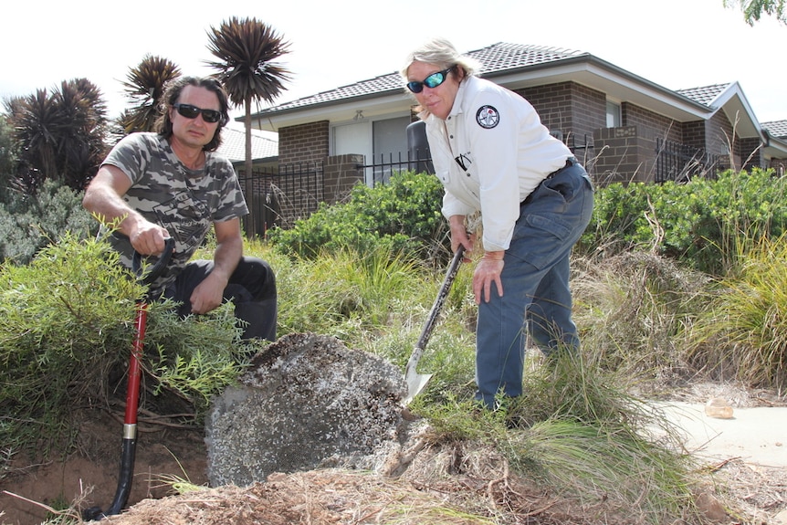 Park rangers turn over a European wasp super nest.