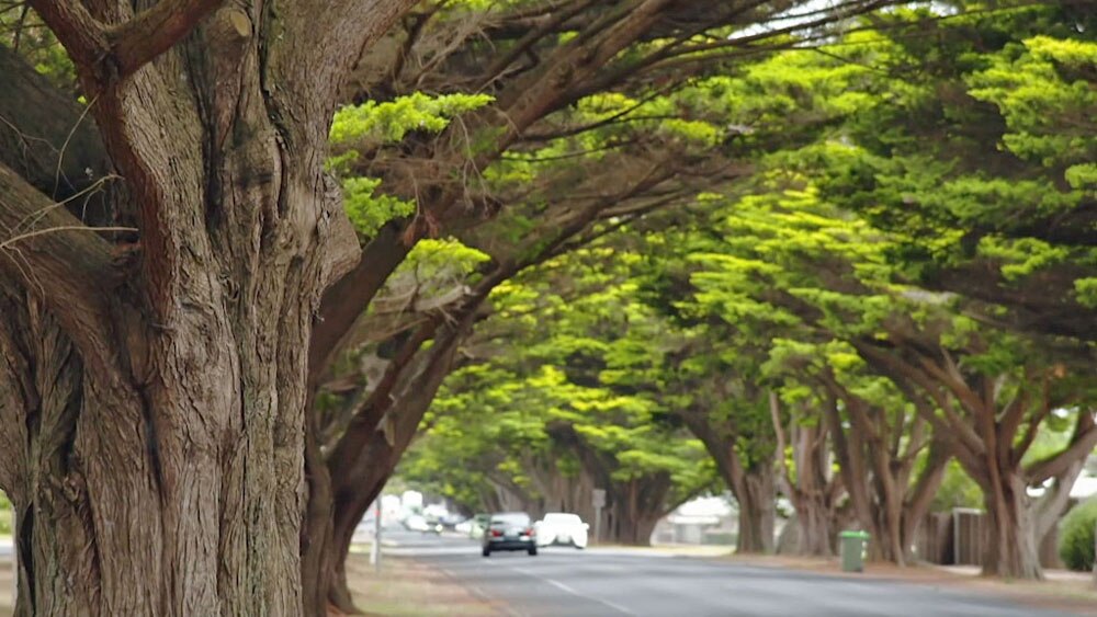 Horizontal Golden Cypress - Gardening Australia