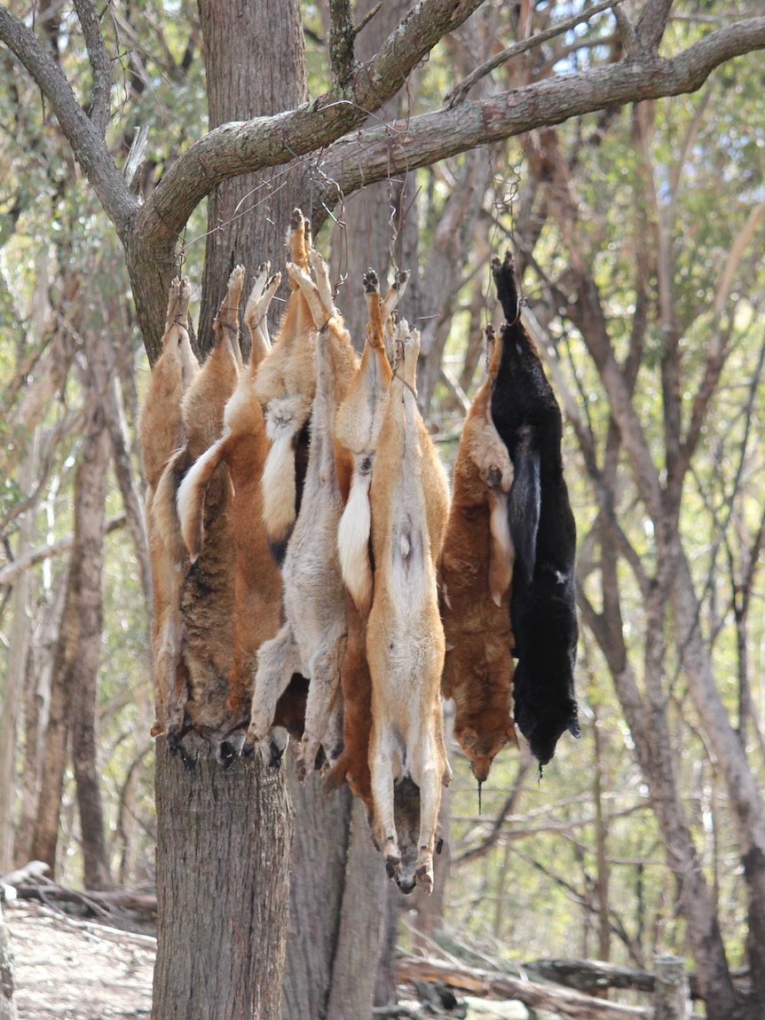 A number of dead wild dogs