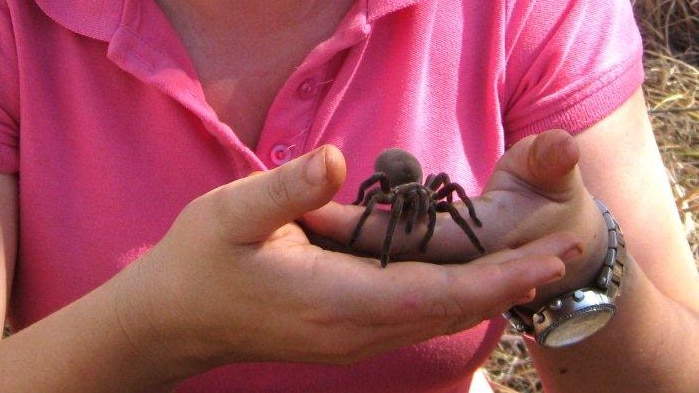 A woman holds a spider.