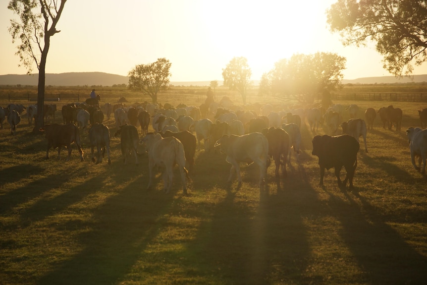 Dusty silhouhette of cattle grazing under a golden glow of the late afternoon sun. 