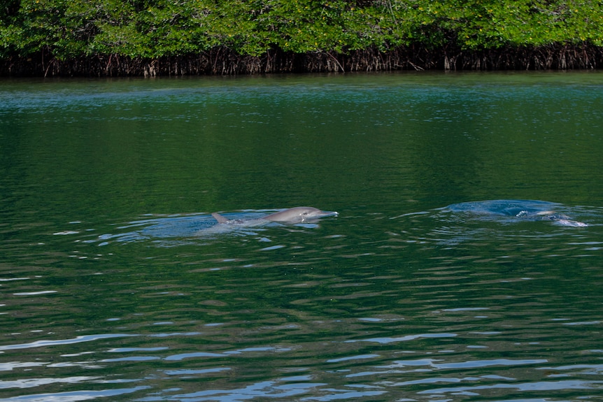 The backs of three dolphins are sween as they swim away through a green river. 
