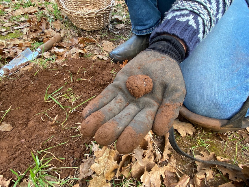 A freshly dug out truffle held up in a hand palm on a truffle farm.