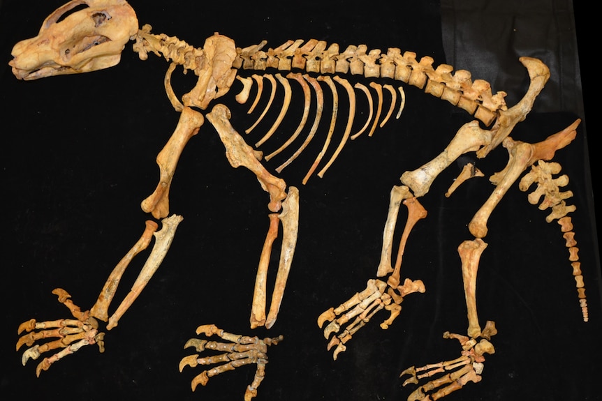 Nimbadon skeleton