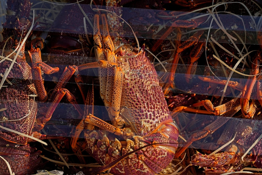 Red lobsters are seen up close underwater