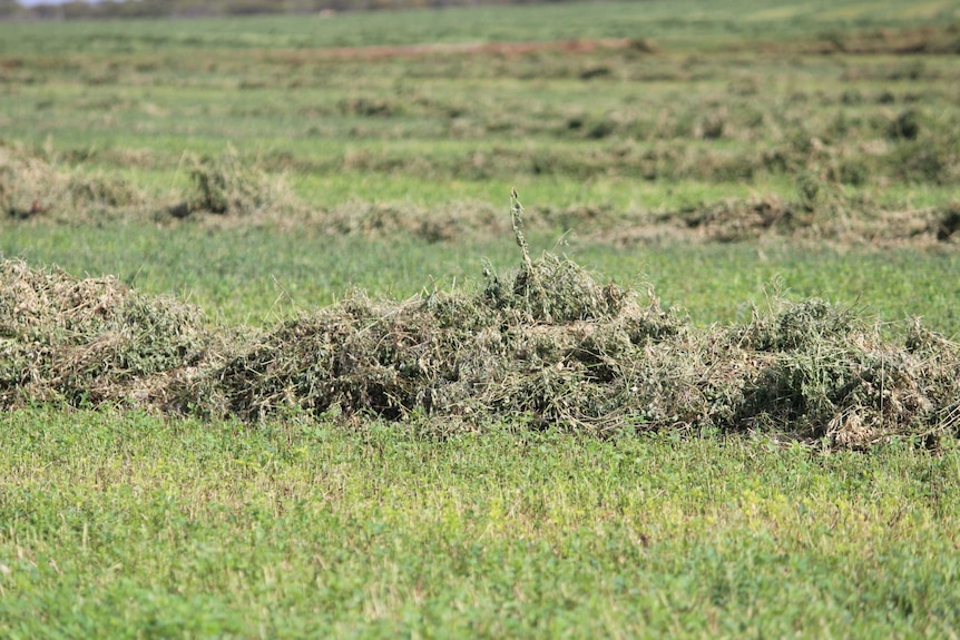 A close-up of freshly cut lucerne hay near Gerard community in the Riverland.