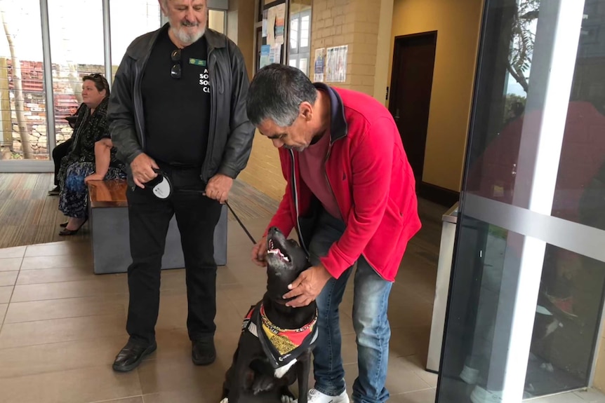 Lucy the labrador greeting a man at court.