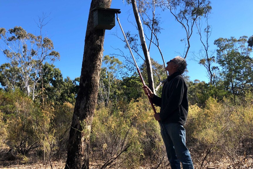 Orlando checks a nest box up a tree with a long stick