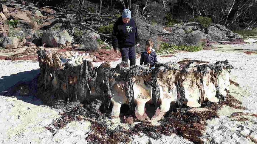 a large whale spine sits on the beach covered in seaweed and some sort of skin.