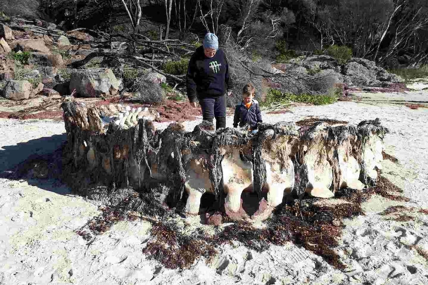 A large whale spine sits on the beach covered in seaweed and some sort of skin.