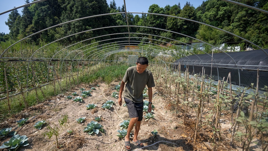A man walks among cabbages and other wilted crops under a greenhouse frame 