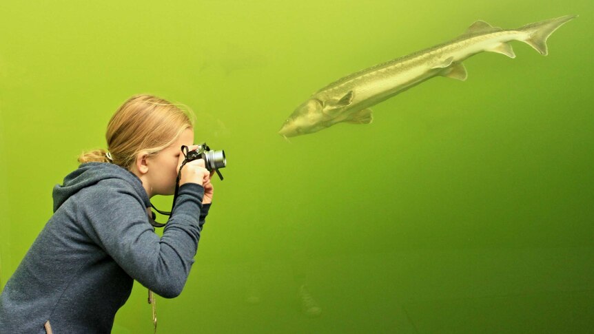 Girl photographs a fish through the transparent walls of a tunnel.