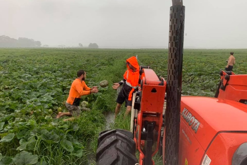 people on a farm throwing pumpkins under a grey sky