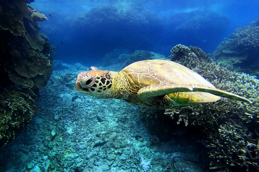 A turtle swims though the water.