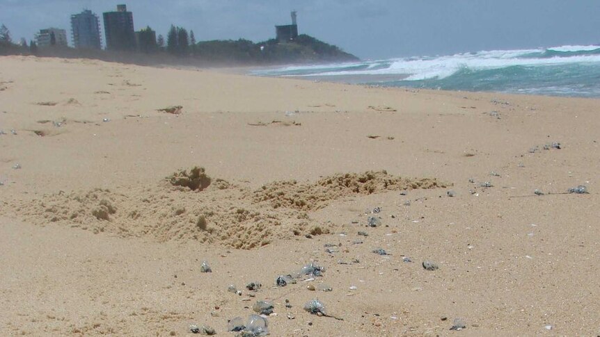 There were around 500 stings recorded on Gold Coast beaches on Saturday, and two people were taken to hospital in a stable condition.