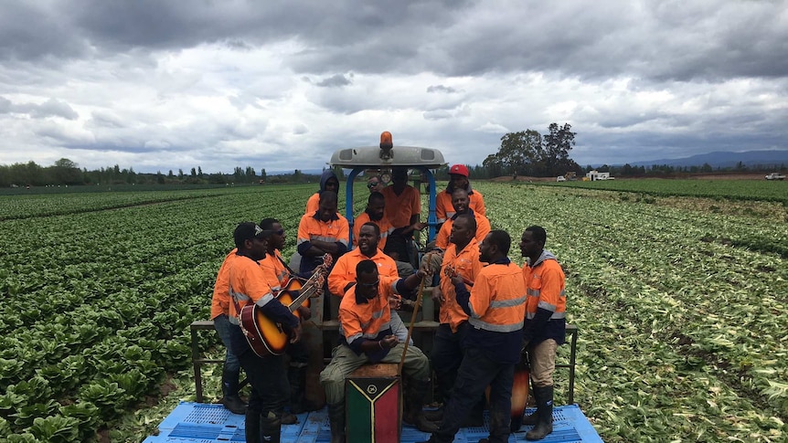 Seasonal harvest workers from Vanuatu play music in a field on vegetables in East Gippsland.