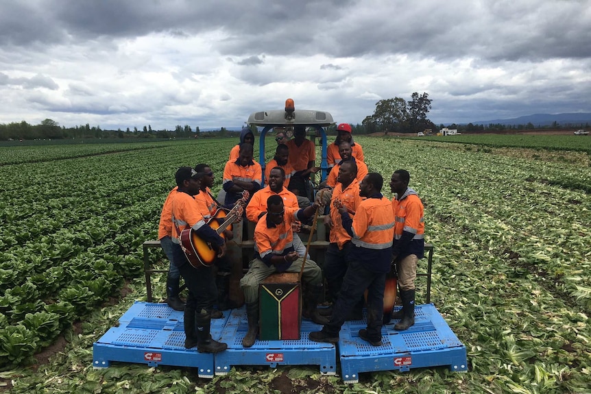 Seasonal harvest workers from Vanuatu play music in a field on vegetables in East Gippsland.