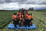 Seasonal harvest workers from Vanuatu play music in a field on vegetables in East Gippsland.