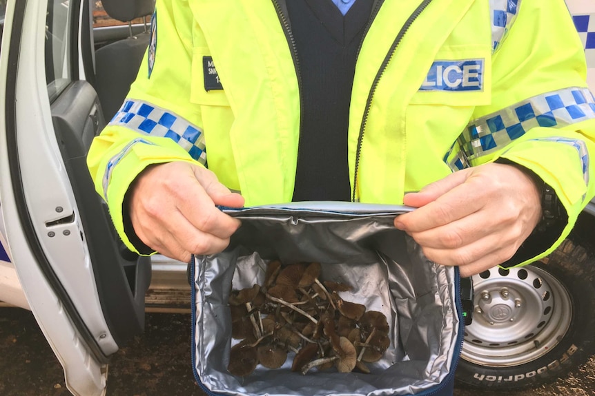 Police holding bag of suspected magic mushrooms