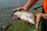a barramundi held in hands with pond behind.