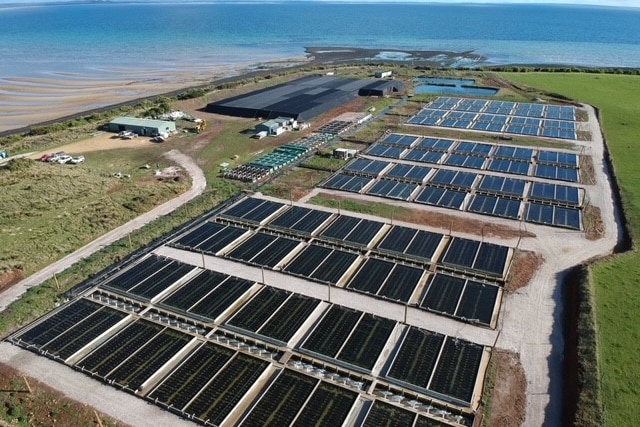 Aerial photo of abalone farm with trays of the abalone in rows.