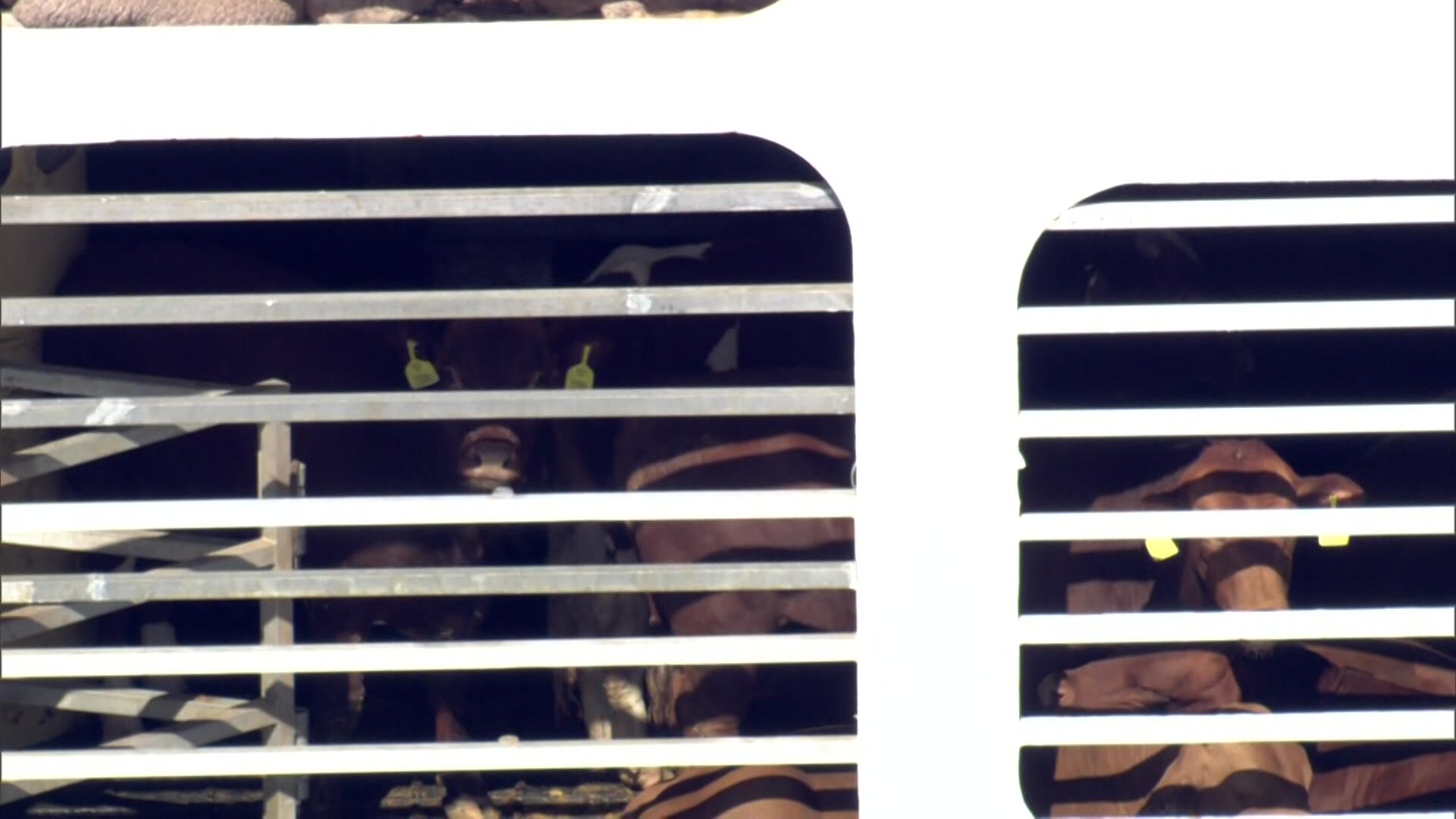 Brown cows behind vents aboard a livestock export ship. 