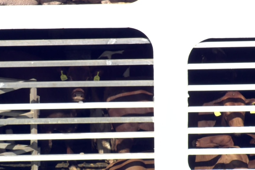 Brown cows behind vents aboard a livestock export ship. 