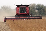 Grain harvesting.