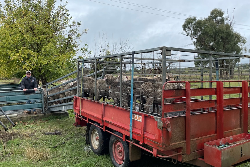 Sheep stand in a red trailer