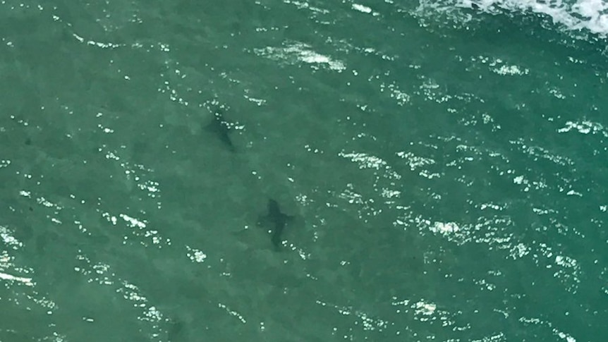 Sharks seen off Victoria's surf coast