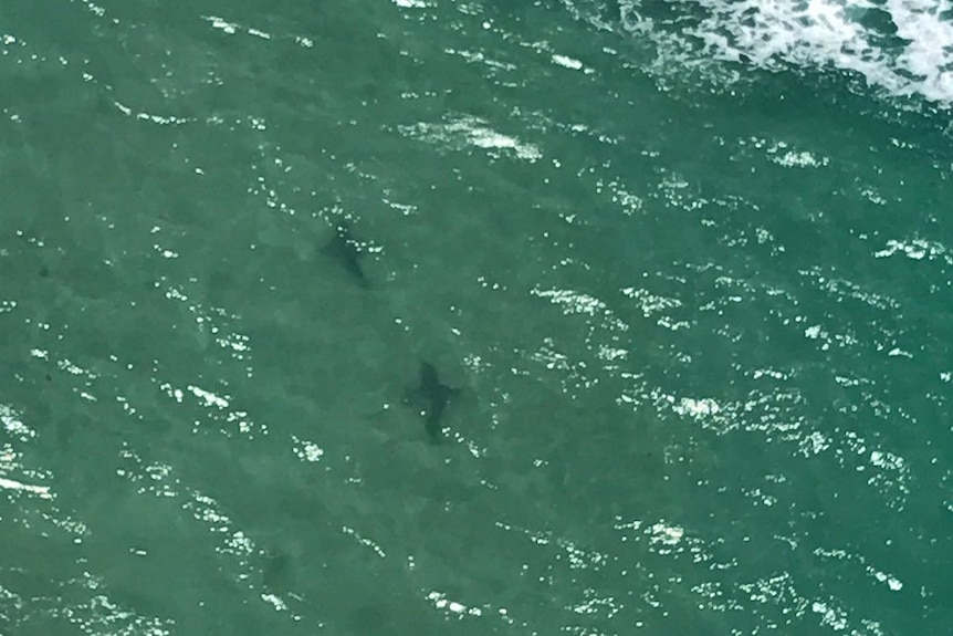 Sharks seen off Victoria's surf coast