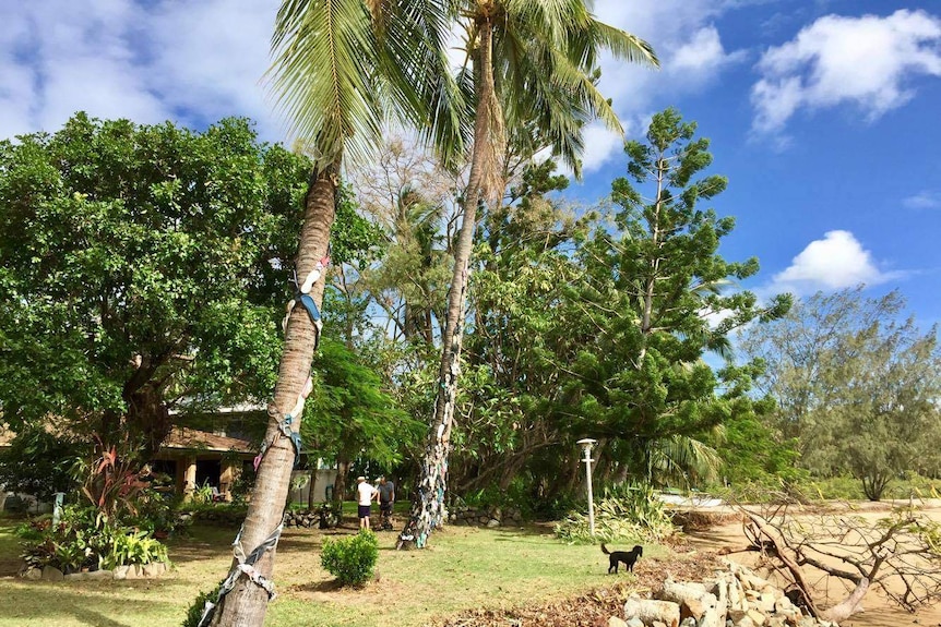 Michael and Judy Fordyce have built a thong tree in front of their Eimeo property.