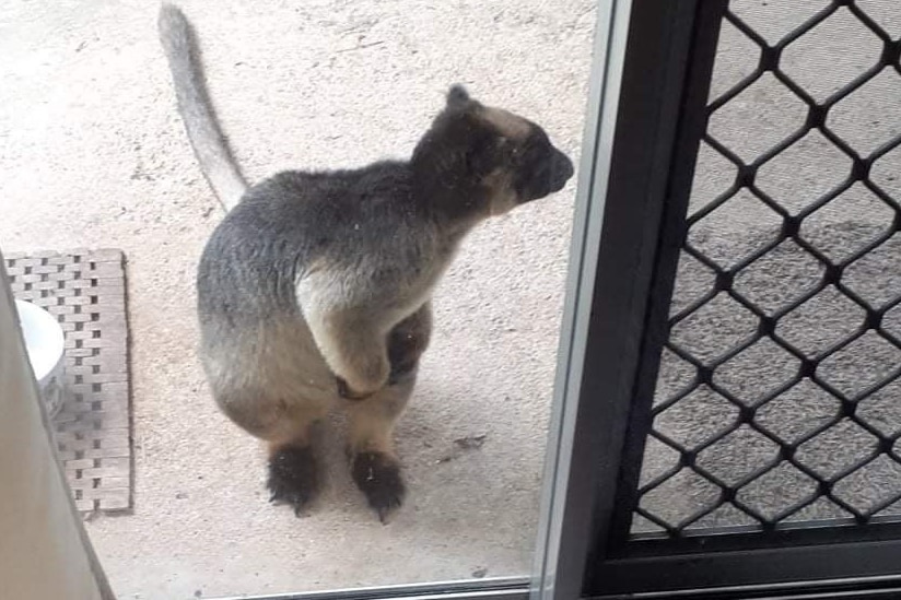 kangaroo standing at back door next to flyscreen