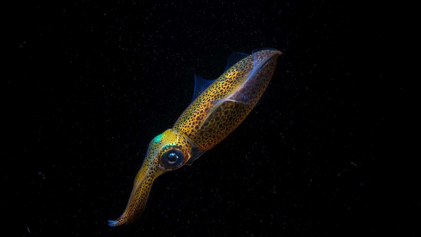 A southern pygmy squid swims in dark waters in Shellharbour Village Harbour.