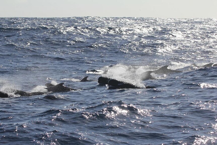 A large pod of long finned pilot whales.