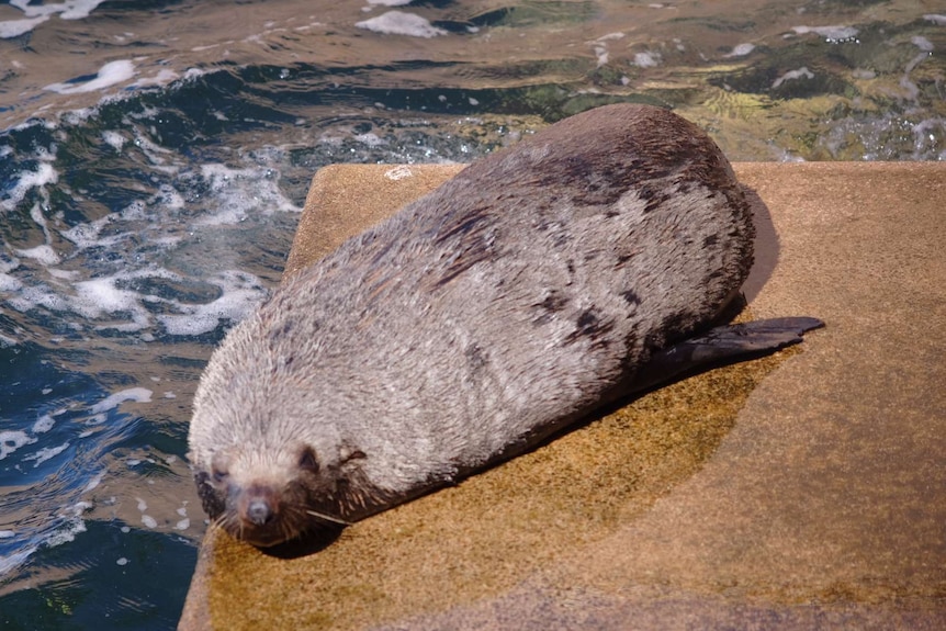 NZ fur seal