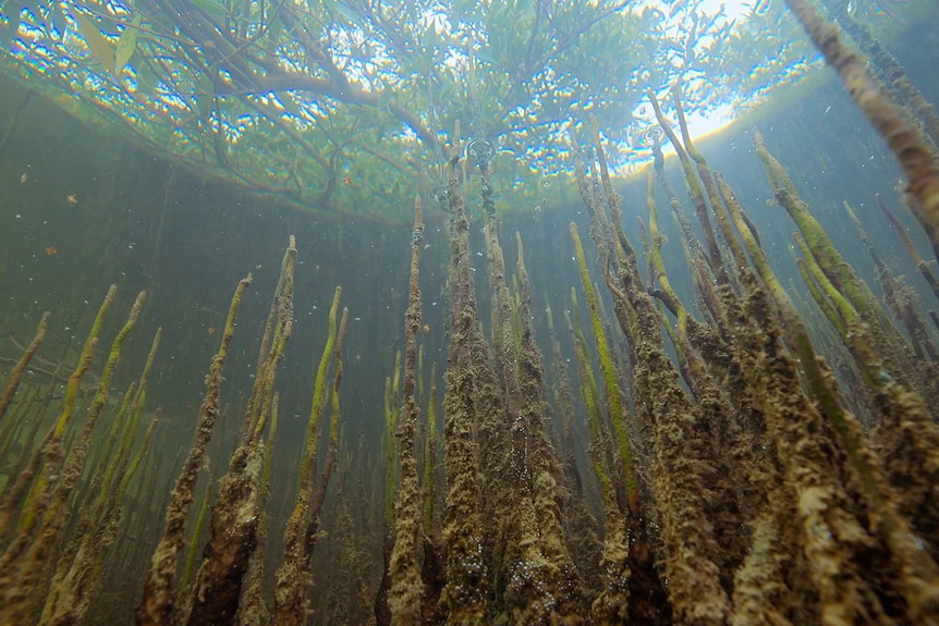 Underwater view of mangroves roots reaching up towards water's surface above where trees can be seen through clear waters