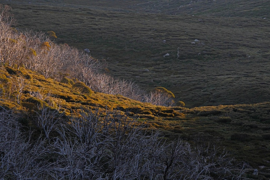 Looking across a valley at sunset with grey trees in the foreground.