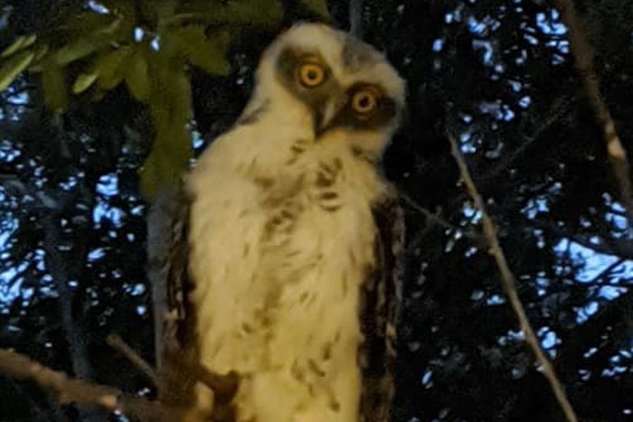 A Powerful Owl looks down into the camera as it sits on a tree branch.