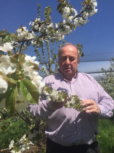 Tasmanian cherry grower Tim Reid