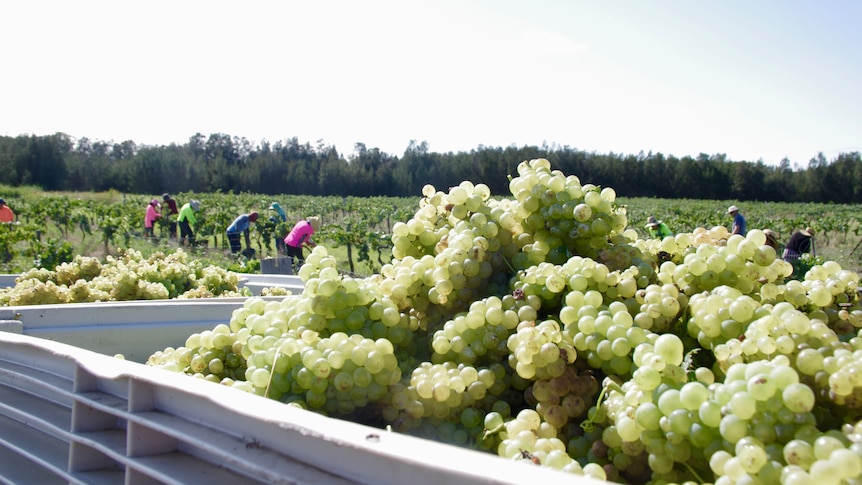 Bunches of grapes in a container with pickers at vines in the background.