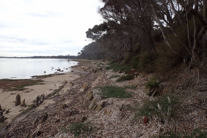 Shore of Kangaroo Island