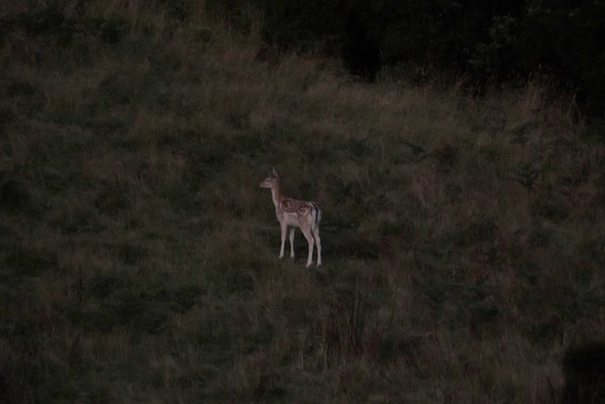 a single deer stands on a grassy hillside at dusk