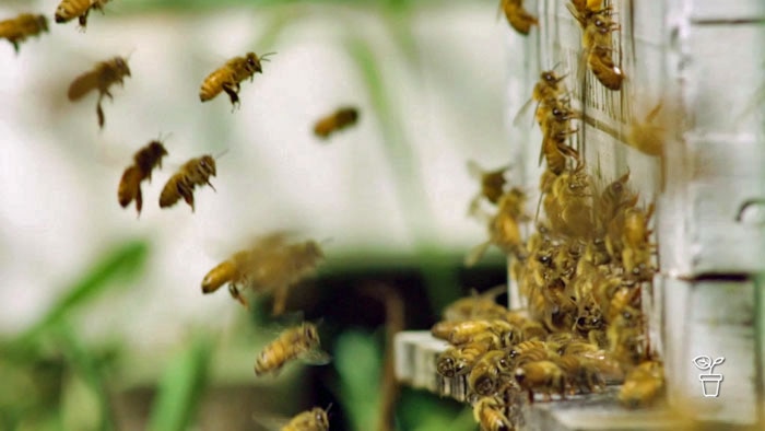 FAQs – Making honey, Propagating mint