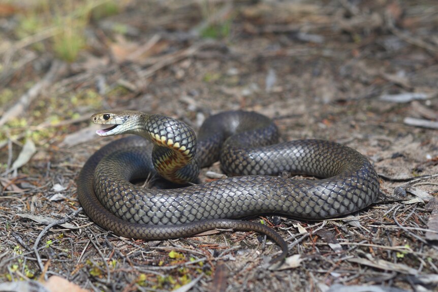An eastern brown snake curled on the ground.
