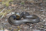 An eastern brown snake curled on the ground 