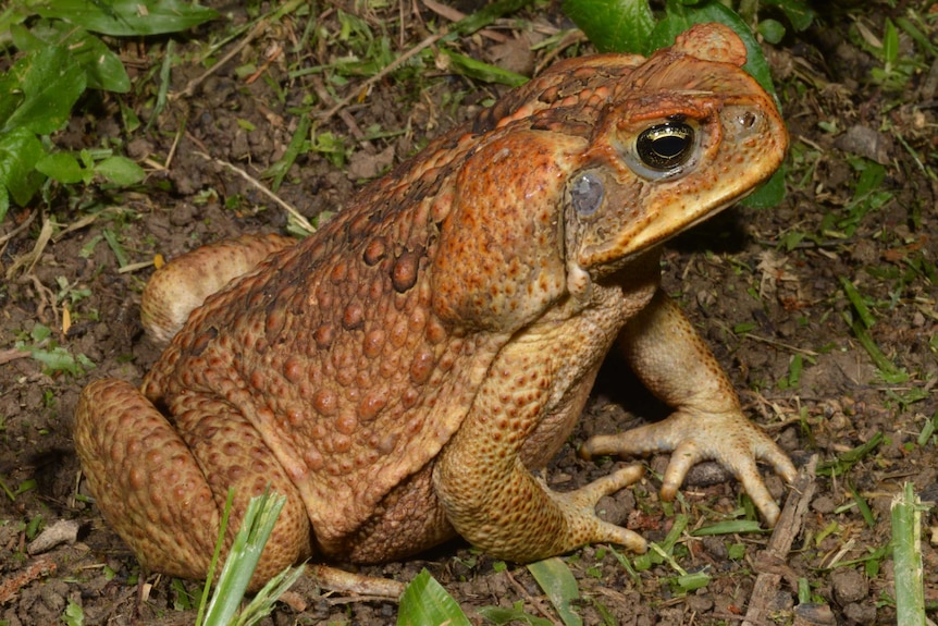 A cane toad.