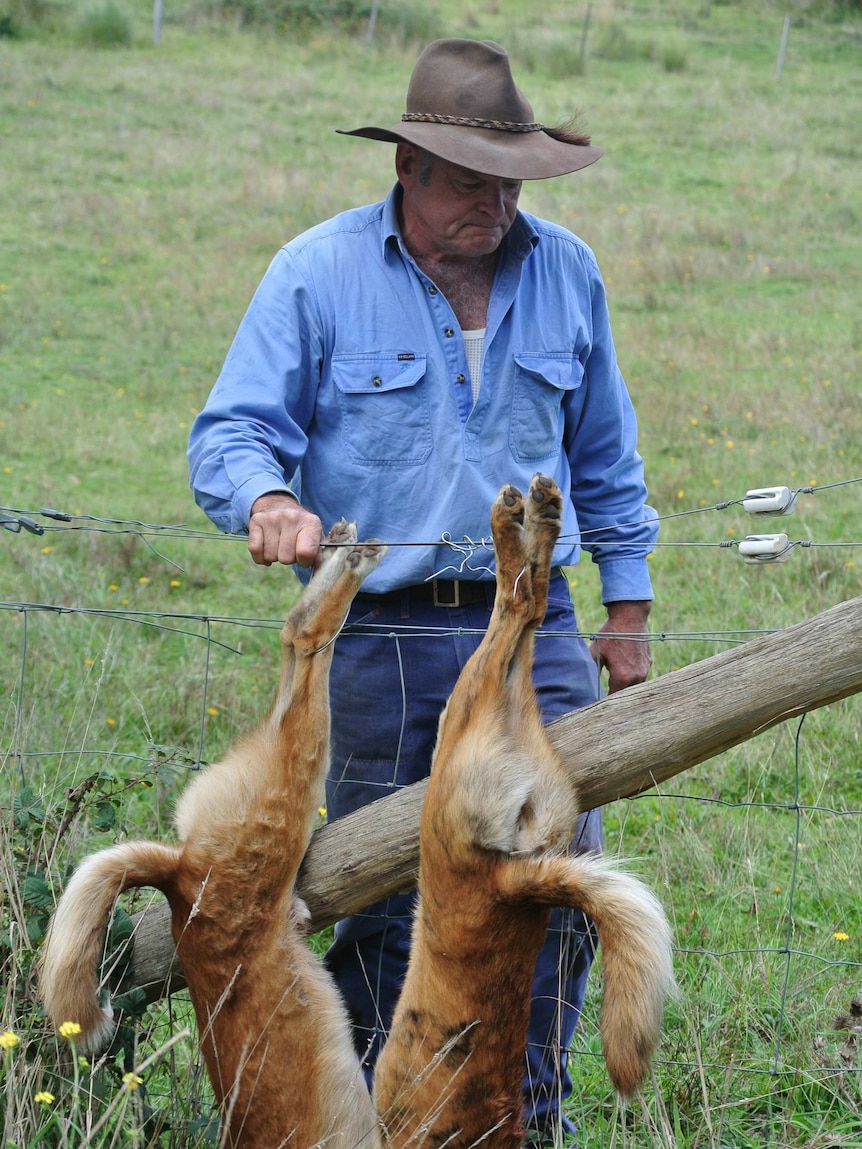 Robert Belcher with two dead wild dogs strung on a fence